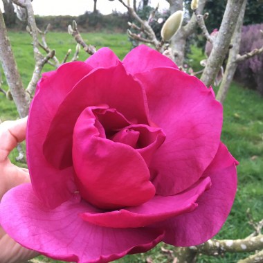 magnolia felix1